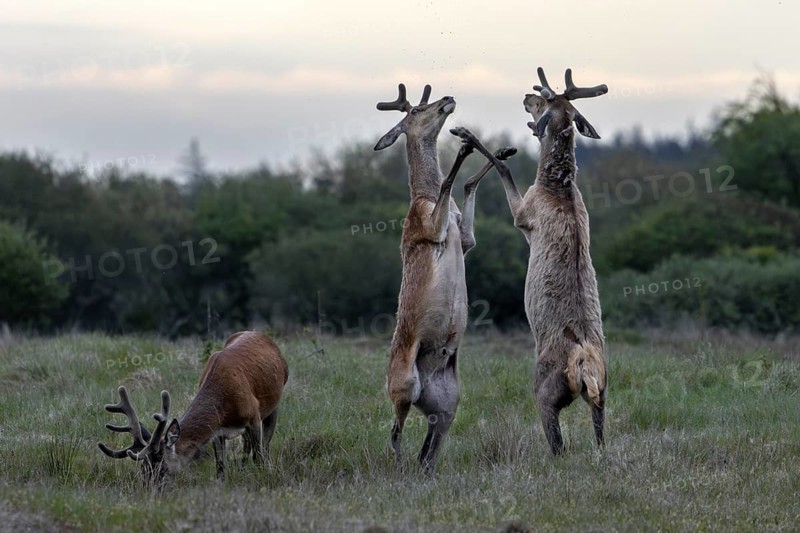 The dueling red deer (Cervus elaphus) place on the hind legs, bastion antlers, ranking, fighting, confrontation, Denmark