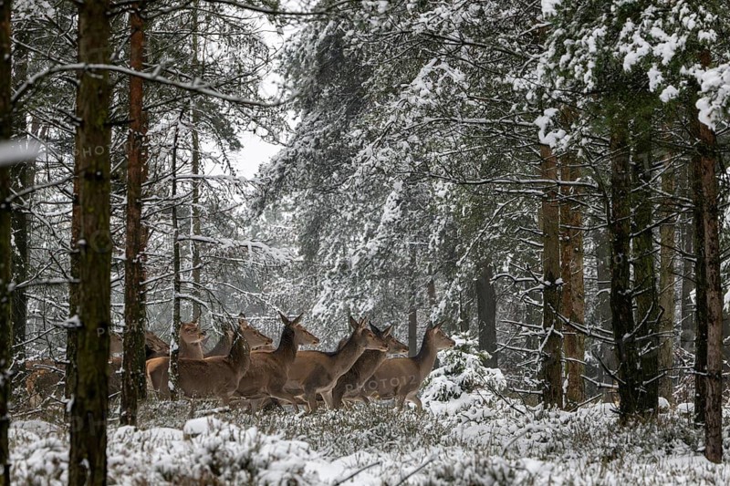 Red animals (Cervus elaphus) move in fresh snow through a spruce forest, winter landscape, winter, snow, Denmark