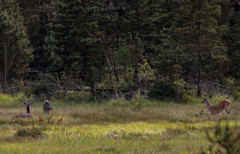 The wild boar boar (Sus scrofa) has come close enough to the rottier (Cervus elaphus) that it starts to watch him closely, the encounter is slowly becoming creepy for a deer calf, encounter, Denmark
