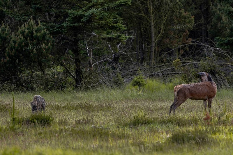 The wild boar boar (Sus scrofa) crosses the meadow directly behind the rottier (Cervus elaphus), the situation is observed very closely by the doe, encounter, Denmark