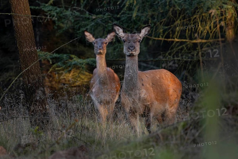 Two rotting animals (Cervus elaphus) alert, illuminated by the last rays of the evening sun, Denmark