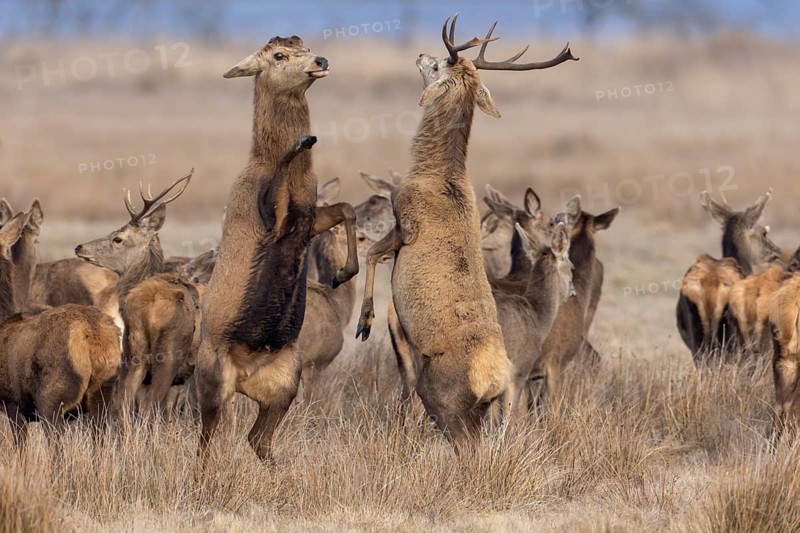 A young red deer (Cervus elaphus) with antlers invites an old deer that has already shed its antlers to fight, but this confrontation has a playful character, ranking, fight, dispute, Denmark
