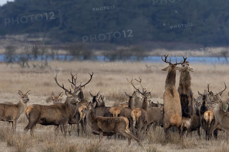 Tensions often arise in large deer packs (Cervus elaphus), where two deer clarify the ranking, fight, dispute, dispute, Denmark