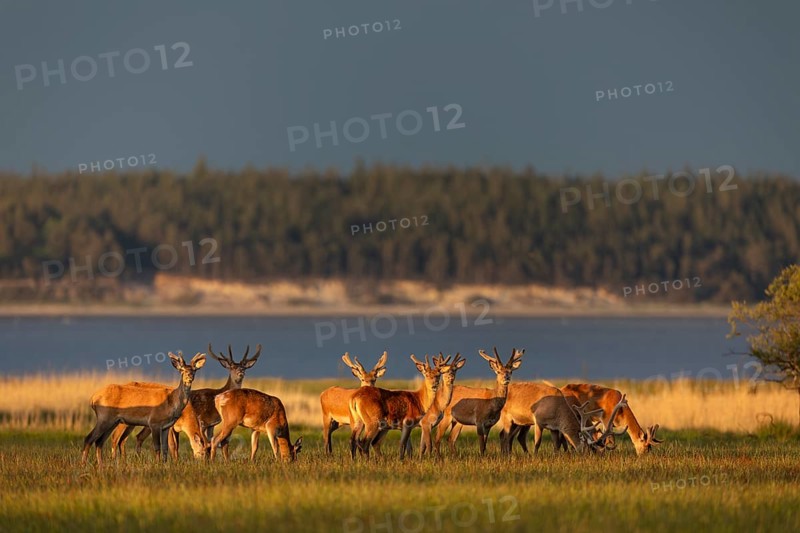A pack of red deer (Cervus elaphus) branches in the light of the evening sun on the North Sea coast, bastion antlers, evening sun, Denmark