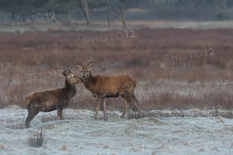 Social contacts between red deer spewers (Cervus elaphus) are common, as they have been living independently for a year and find it difficult to join a pack at this age, social contact, relationship, closeness, hoarfrost, Denmark