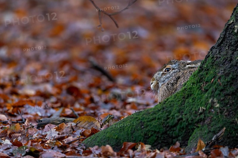 Brown hare (Lepus europaeus) sitting on the trunk of a European beech, Germany