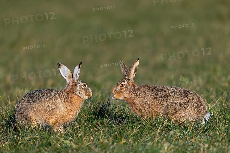 Tense peace between bumper and field hare (Lepus europaeus), mating season, batting season, Germany