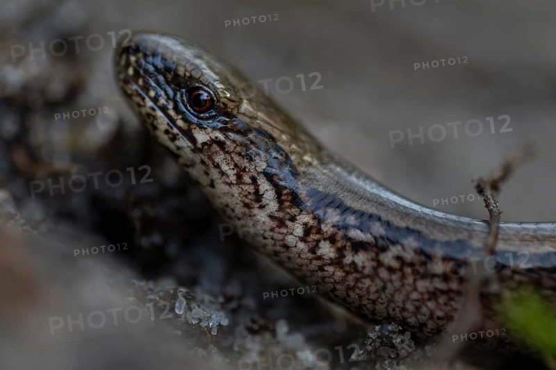 Blindschleiche (Anguis fragilis) nimmt ein Sonnenbad, Heidelandschaft, Deutschland