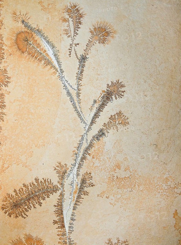 Orange and gray dendrites on light rock, skeletal crystals with fine branches, plant-like crystal structures of iron or manganese oxides, looking like plants, branching, pseudofossils, pseudofossils, fossils, fossils, Solnhofen slab, limestone, lithograph slate, Solnhofen plates, floor covering, wall tiles, natural stone, excavation, decoration, decorative, geology, nature, sediment, stone, ancient, prehistoric times, prehistoric times, Solnhofen, AltmÃ¼hltal, Franconia, Bavaria, Germany