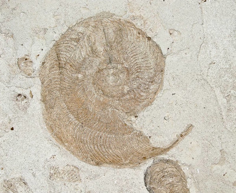 Spiral ammonite (Harpoceras) from Lias, North German Jurassic, Lower Jurassic, in light rock, sandstone, location: Schandelah clay pit, remnant, fossil marine animal, nautilus, excavation, decoration, evolution, fossil, fossils, geology, cephalopods, sea, mussel, nature, nautilida, nautilus, ocean, prehistoric, snail, snail shape, snail shell, sediment, skeleton, stone, squid, ancient, original, prehistoric period, petrification, prehistory, water, mollusc, Germany