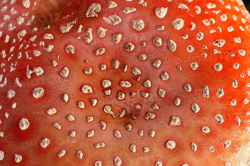 Red toadstool (Amanita muscaria), from above, fruiting body, North Rhine-Westphalia, Germany