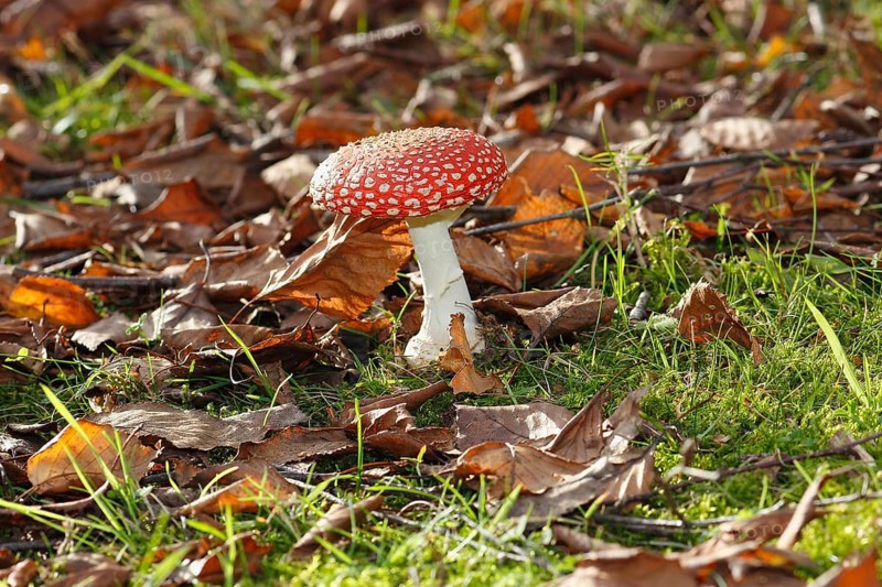 Red toadstool (Amanita muscaria), fruiting body, in autumn leaves, North Rhine-Westphalia, Germany