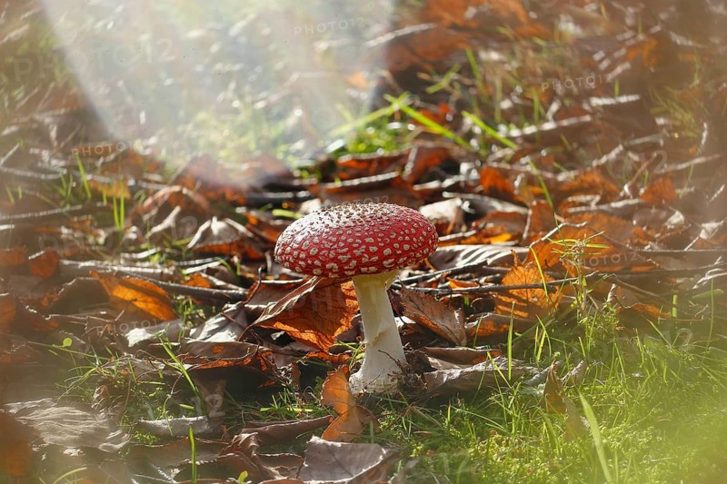 Red toadstool (Amanita muscaria), fruiting body, with alienation, North Rhine-Westphalia, Germany