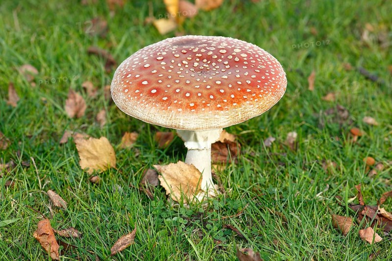 Toadstool (Amanita muscaria), fruiting body, North Rhine-Westphalia, Germany