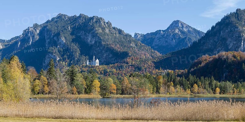 Panorama of the autumn reed bank on Schwansee, behind Neuschwanstein Castle near Hohenschwanga and the Tegelberg massif, Romantic Road, OstallgÃ¤u, Bavaria, Germany