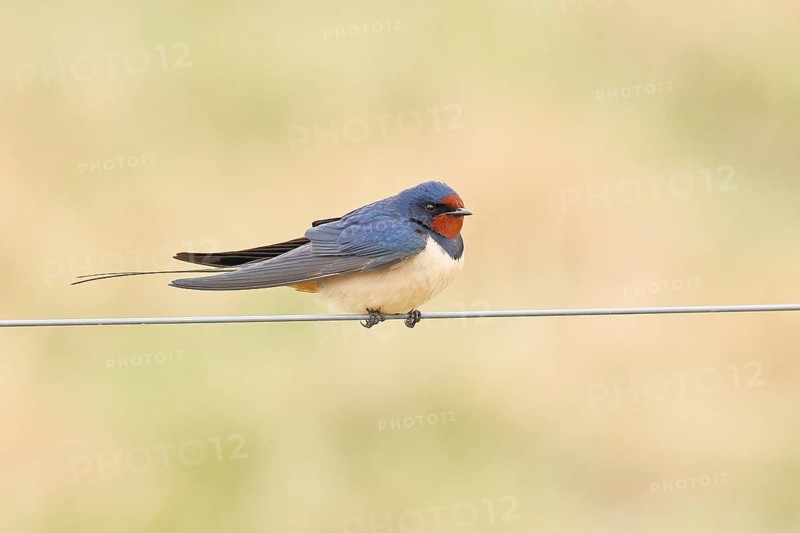 Barn swallow (Hirundo rustica) sitting on a pasture fence, wildlife, animals, birds, swallows, migratory bird, ox bog, DÃ¼mmer See nature park Park, HÃ¼de, Lower Saxony, Germany