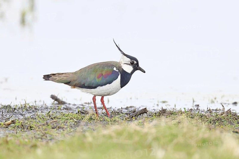 Lapwing (Vanellus vanellus), gorgeous dress, looking for food in a swampy meadow, wildlife, lembruch, ox moor, DÃ¼mmer nature park Park, Lower Saxony, Germany