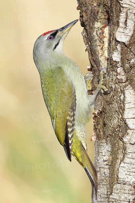 Grey woodpecker (Picus canus), male sitting on the trunk of a grey birch tree (Betula populifolia), wildlife, woodpeckers, birds, nature photography, Wilnsdorf, North Rhine-Westphalia, Germany