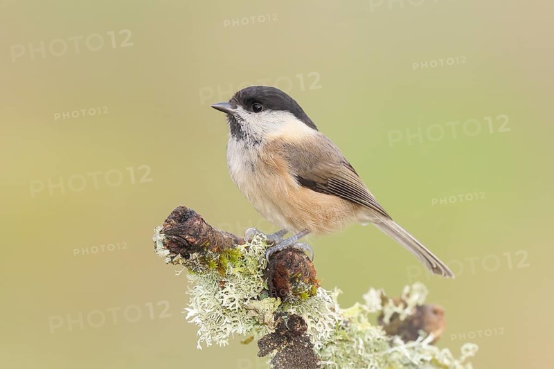 Willow tit (Parus montanus) sitting on lichen-covered branch, wildlife, animals, birds, tit, Siegerland, North Rhine-Westphalia, Germany