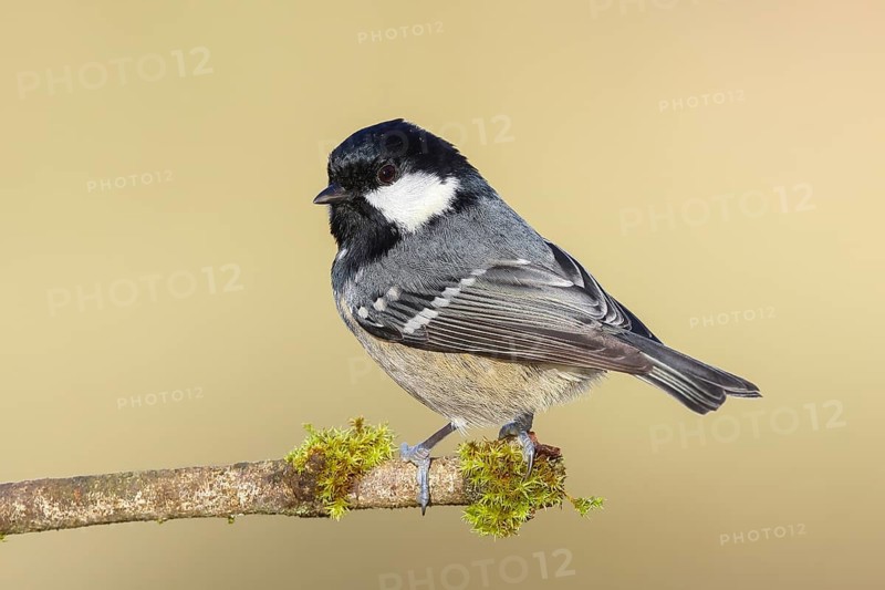 Pine tit (Periparus ater) sitting on moss-covered branch, wildlife, animals, birds, tit, Siegerland, North Rhine-Westphalia, Germany