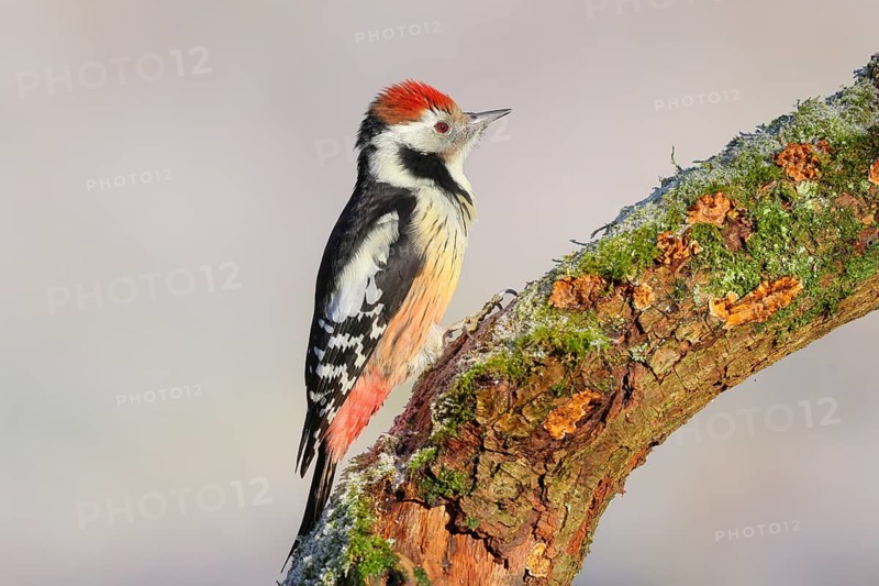 Middle woodpecker (Dendrocopos medius) sitting on a thick branch covered with moss, winter, light background, wildlife, woodpeckers, nature photography, Neunkirchen, autumn, Siegerland, North Rhine-Westphalia, Germany