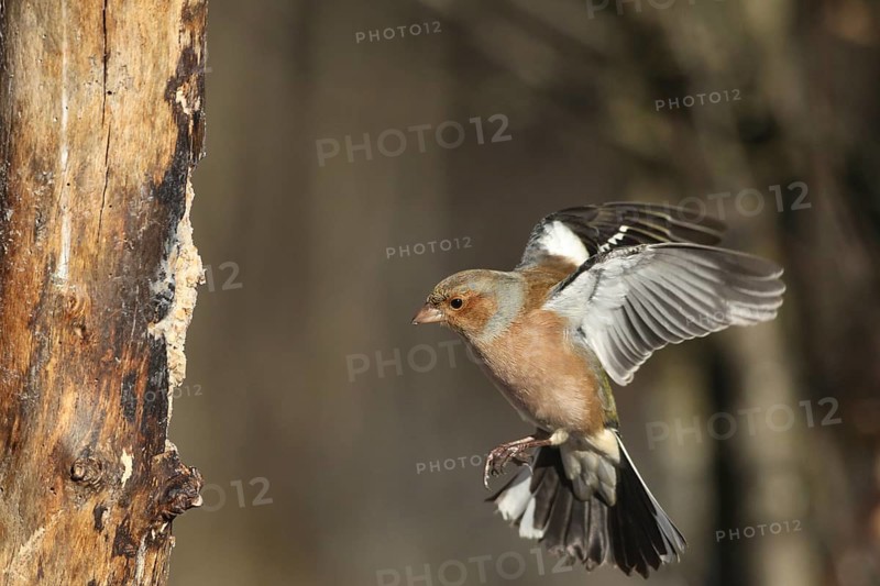 Chaffinch (Fringilla coelebs) male in flight, approach to forage wood, winter feeding, AllgÃ¤u, Bavaria, Germany, AllgÃ¤u, Bavaria, Germany