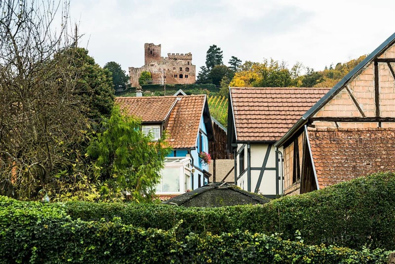 ChÃ¢teau Kintzheim timbered houses and castle, Kintzheim, Bas-Rhin department, Alsace, France