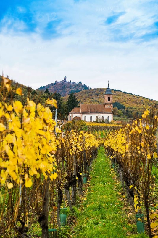Chapel in the vineyards and castle ChÃ¢teau du Haut-KÅ“nigsbourg, Kintzheim, Bas-Rhin department, Alsace, France