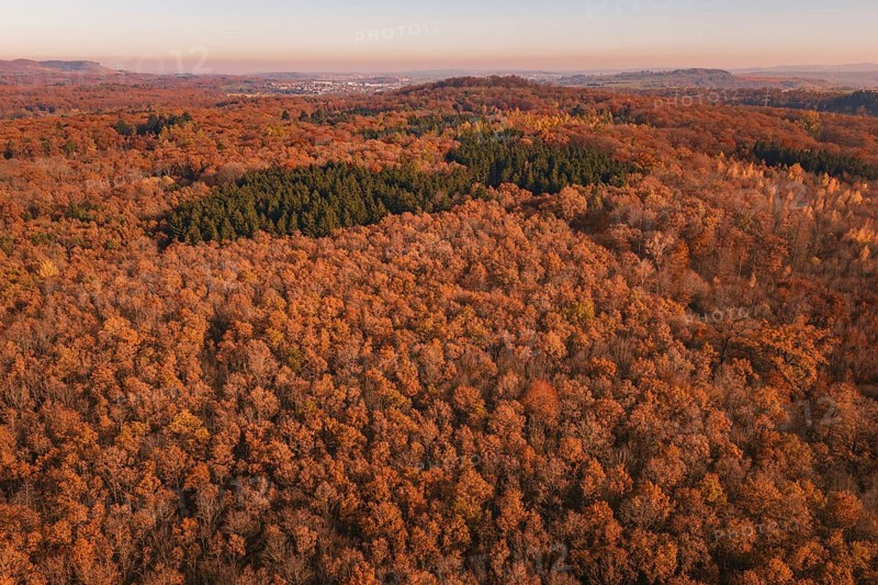 Dense autumn forest in warm colors with isolated conifers in the distance, MÃ¼hlacker, Enzkreis, Germany