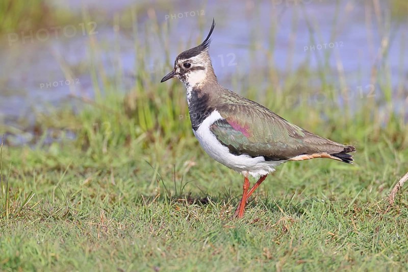 Lapwing (Vanellus vanellus), gorgeous dress, looking for food in a swampy meadow, wildlife, lembruch, ox moor, DÃ¼mmer nature park Park, Lower Saxony, Germany
