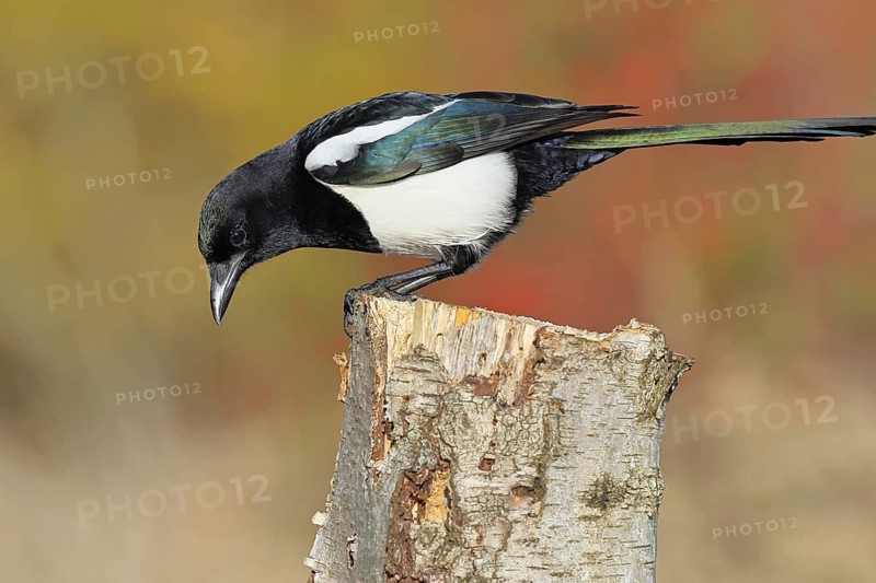 European magpie (Pica pica) sitting on a stump of a grey birch (Betula populifolia), with autumn background, autumn, Indian summer, wildlife, ravens, nature photography, Wilnsdorf, North Rhine-Westphalia, Germany