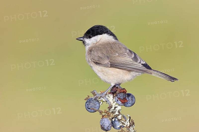Swamp tit, (Parus palustris), sitting on a branch in a blackthorn bush, (Prunus spinosa), sloes, with ripe fruit, autumn, wildlife, animals, tit family, songbird, birds, Wilnsdorf, North Rhine-Westphalia, Germany