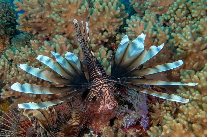 Close-up of Pacific lionfish (Pterois volitans) with threatening gesture hunting tactic spread fins poisonous marine animal floating across coral reef, Indian Ocean