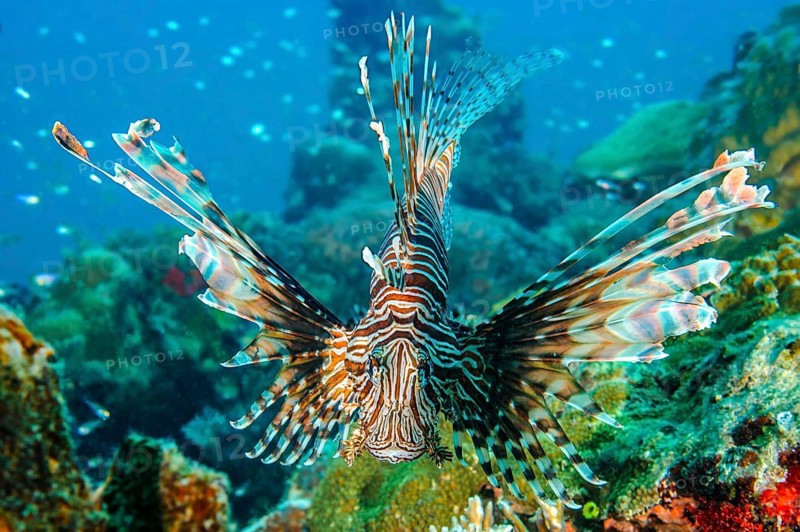 Close-up of Pacific lionfish (Pterois volitans) with venomous sting Poison spines swimming directly at observer camera makes threatening gesture hunting tactic spreading all fins, Pacific, Republic of Palau