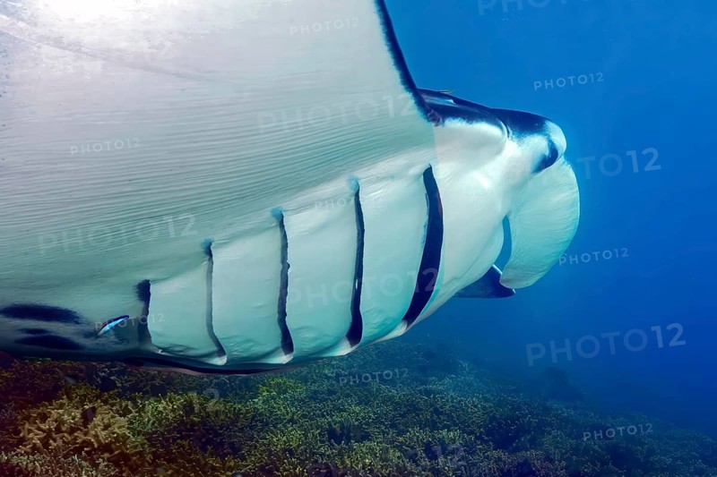 Manta (Mobula alfredi) Reef manta standing floats across shallow coral reef in lagoon shows symbiotic behavior spreading gill crevices can be cleaned of parasites when symbiosis with cleaner fish, Pacific, Yap Island, Yap State, Caroline Islands, Federated States of Micronesia FSM, Australia, Oceania