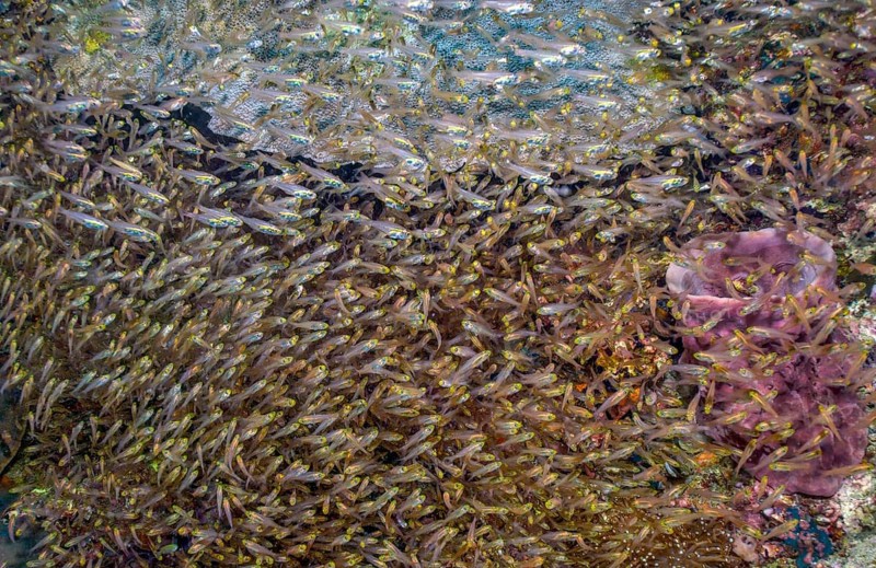 Large dense swarm with many specimens of golden glass fish (Parapriacanthus ransonneti) Golden glass fish, Indian Ocean, Andaman Sea, Thailand