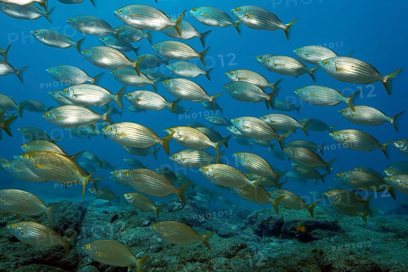 Swarm of brawn bream (Sarpa salpa), Eastern Atlantic, Canary Islands, Fuerteventura, Spain