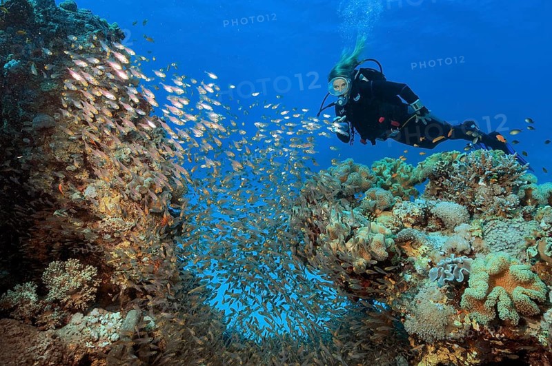 Diver looks at illuminated swarm of glassfish (Parapriacanthus guentheri) Hatchet fish swimming between coral blocks in coral reef, Red Sea, Hurghada, Egypt