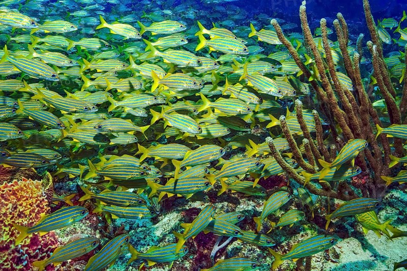 Underwater photo dense large swarm of blue-striped grunterfish (Haemulon sicurus) swimming through coral reef in Caribbean Sea, Caribbean, Hispaniola Island, Punta Cana, Dominican Republic