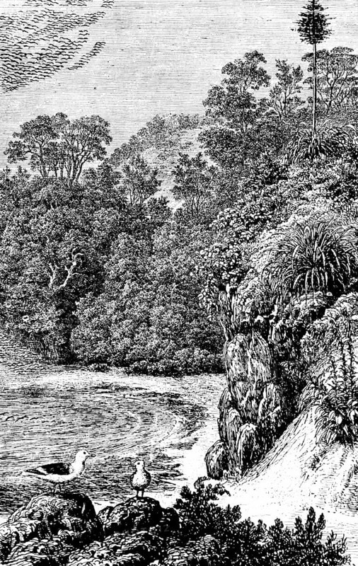View of Conception Bay, forest, bay, seagulls, nature, Newfoundland, Canada, travel, historical illustration around 1900