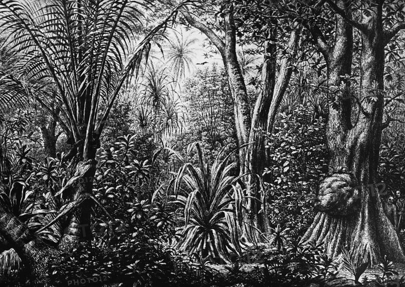 Jungle on a coral island in the Caroline Archipelago, inner tropics, tropical climate, rainforest, Micronesia archipelago, palm trees, numerous plants, Pacific Ocean, travel, historical illustration around 1900