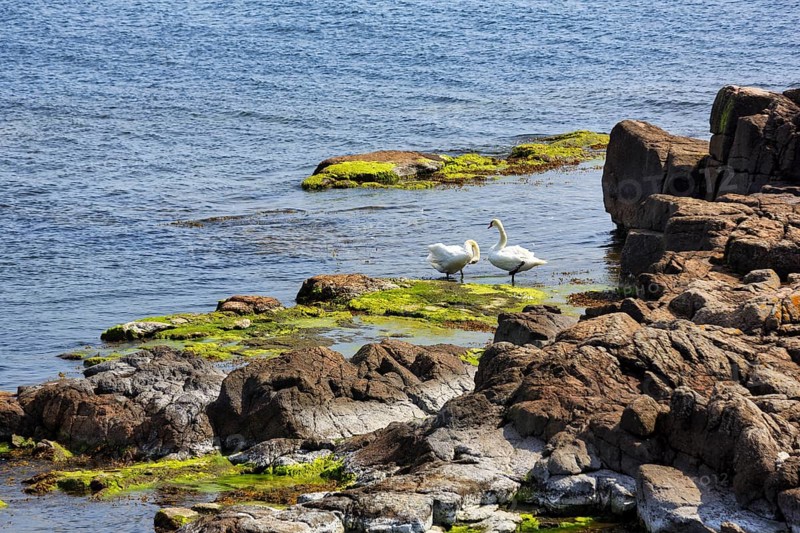 Mute swans (Cygnus olor), couple on rocky coast, ChristiansÃ¸, ChristiansÃ¶, Ertholmene, pea islands, Bornholm, Denmark