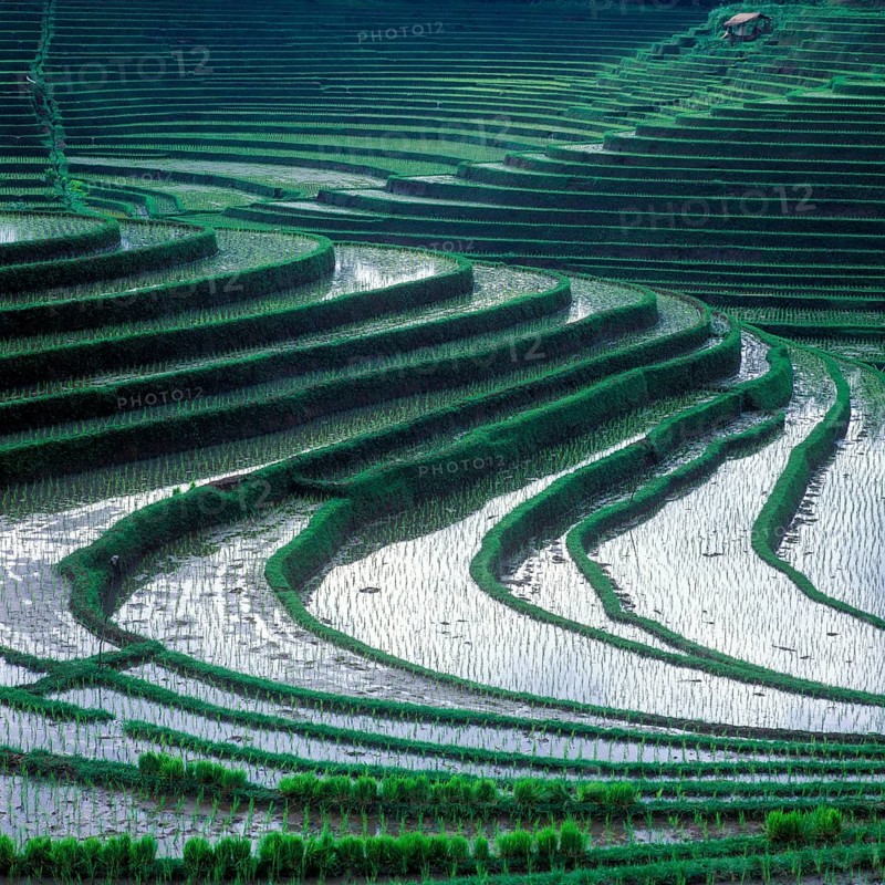 Terrace rice paddies north of Antosari, Bali, Indonesia