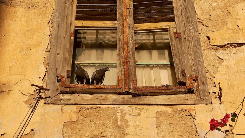 Old town of Nauplion, Two doves sitting on an old, weathered window of a yellow building, Nauplion, Nafplion, Peloponnese, Greece