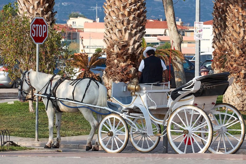 A traditional horse-drawn carriage with a white horse on a palm-lined road, Nauplion, Nafplion, Peloponnese, Greece