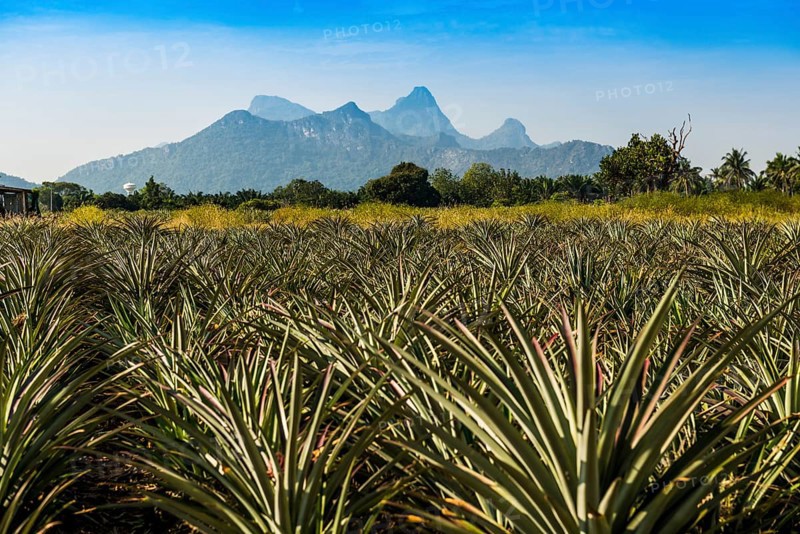 Pineapple plantation south of Hua Hin, Prachuap Khiri Khan, Central Thailand, Thailand