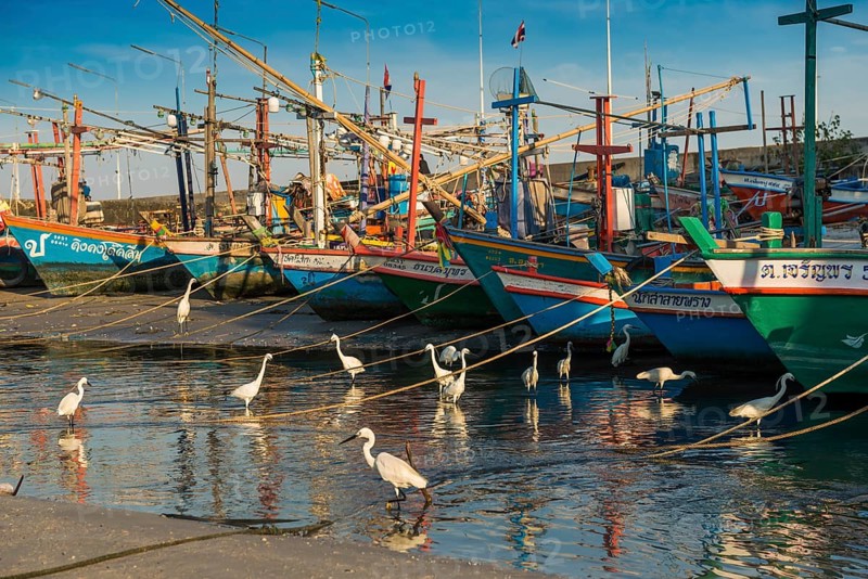 Colorful fishing boats and herons in harbor, sunset, Hua Hin, Prachuap Khiri Khan, Central Thailand, Thailand
