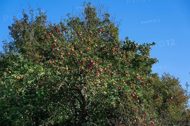 Ripe apples (Malus) on a tree, Mecklenburg-Western Pomerania, Germany