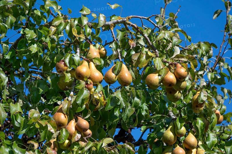 Ripe pears (Pyrus) on a tree, blue sky, Othenstorf, Mecklenburg-Western Pomerania, Germany