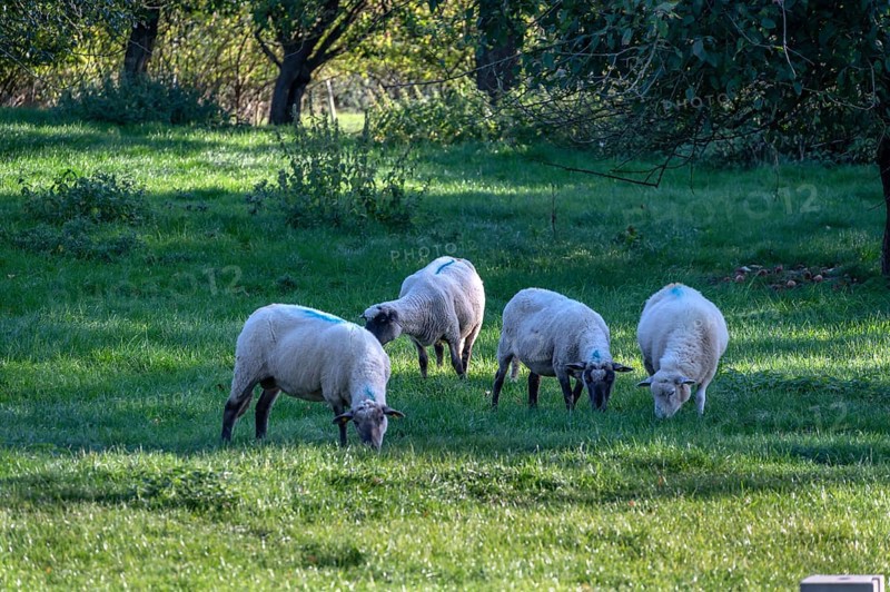 Sheep (Ovis gmelini) on an orchard, Othenstorf, Mecklenburg-Western Pomerania, Germany
